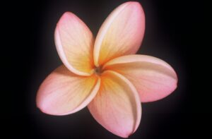 Caribbean Sunset plumeria