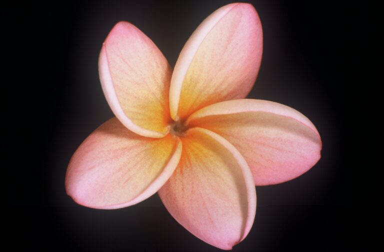 Caribbean Sunset plumeria flower