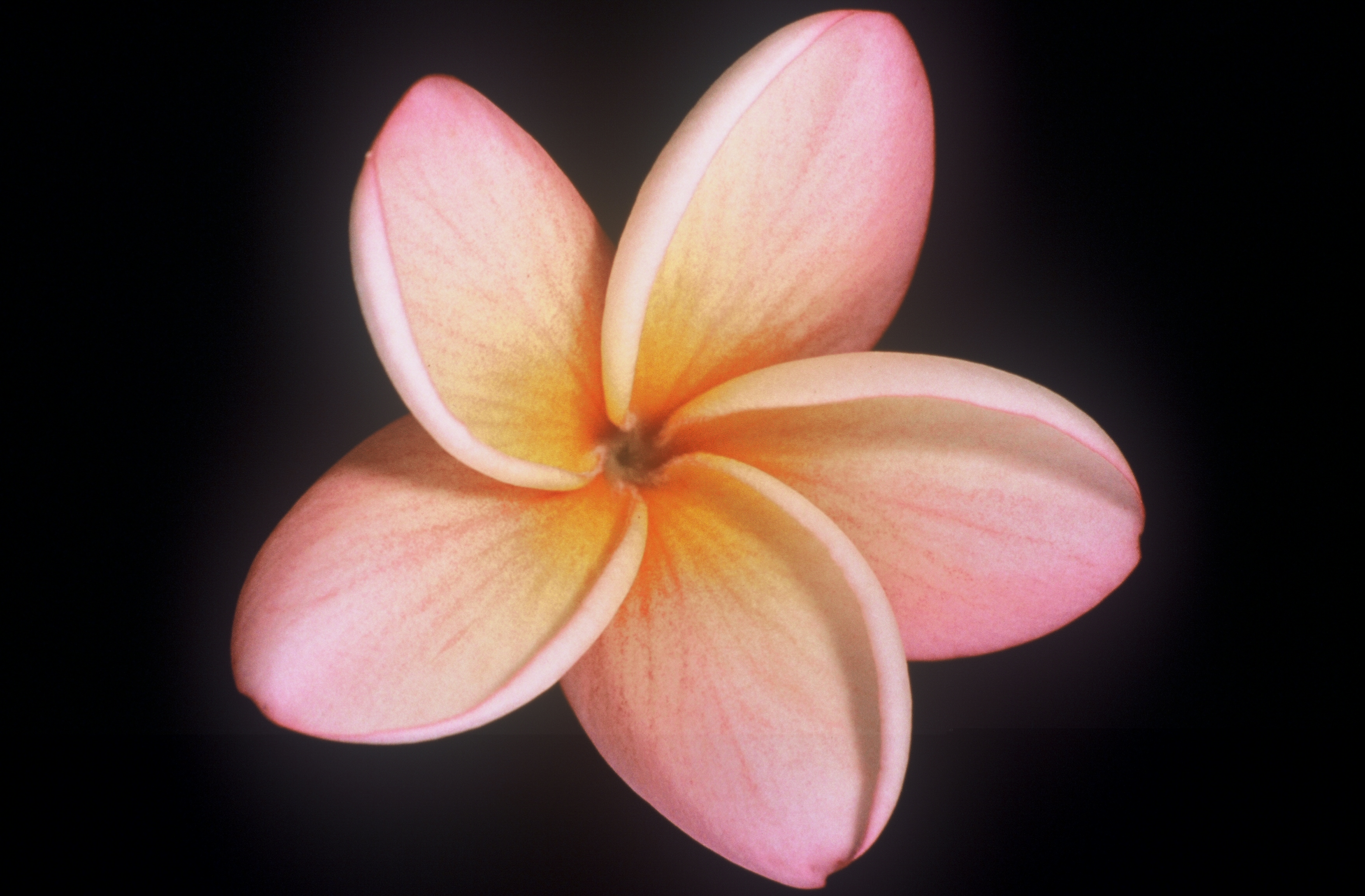 Caribbean Sunset plumeria photo