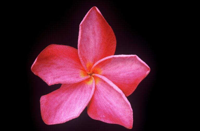 Audrey plumeria photo