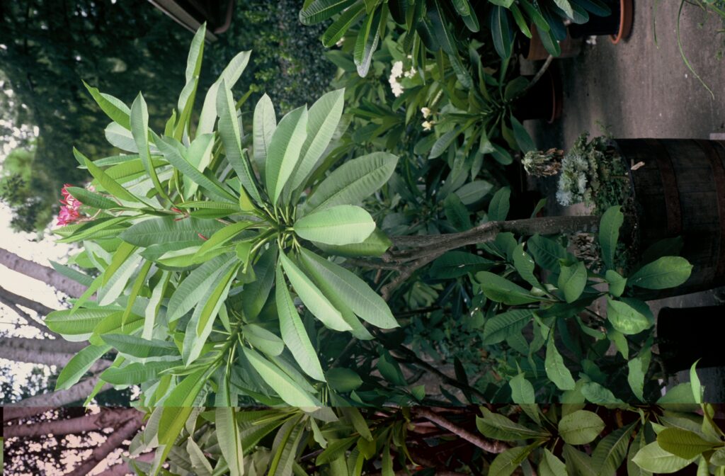 Audrey plumeria photo