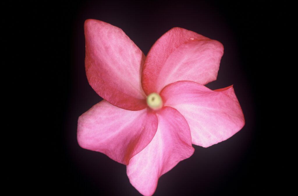 Audrey plumeria photo