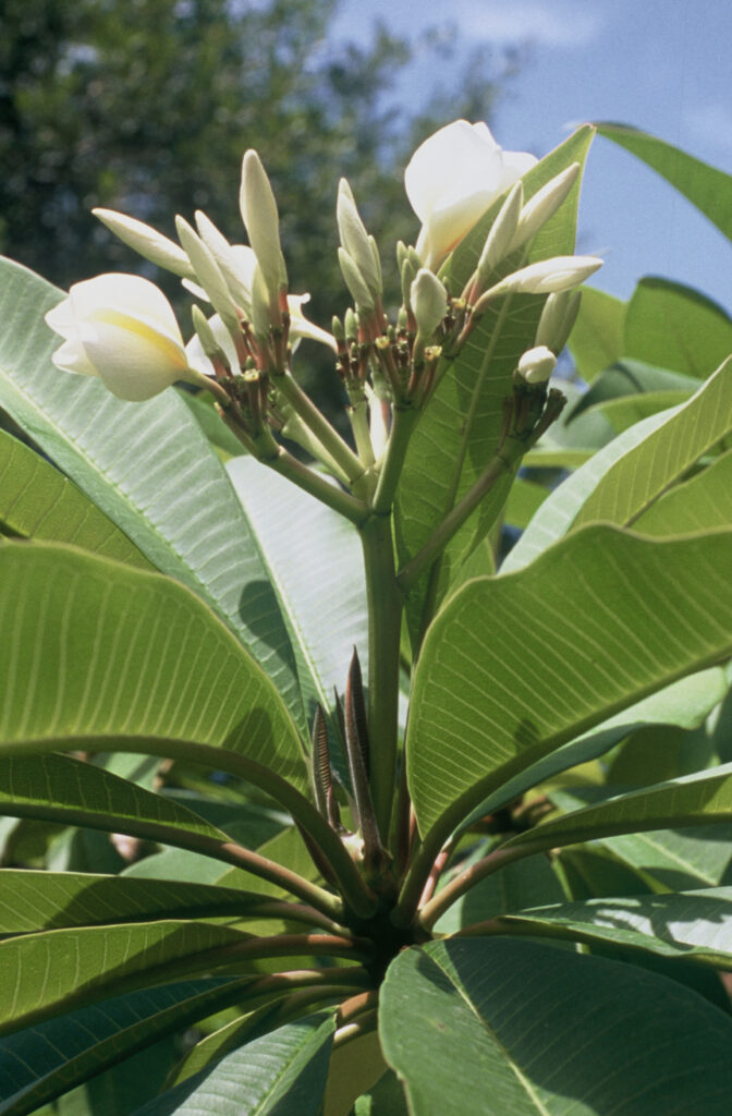 Texas Lantern plumeria photo