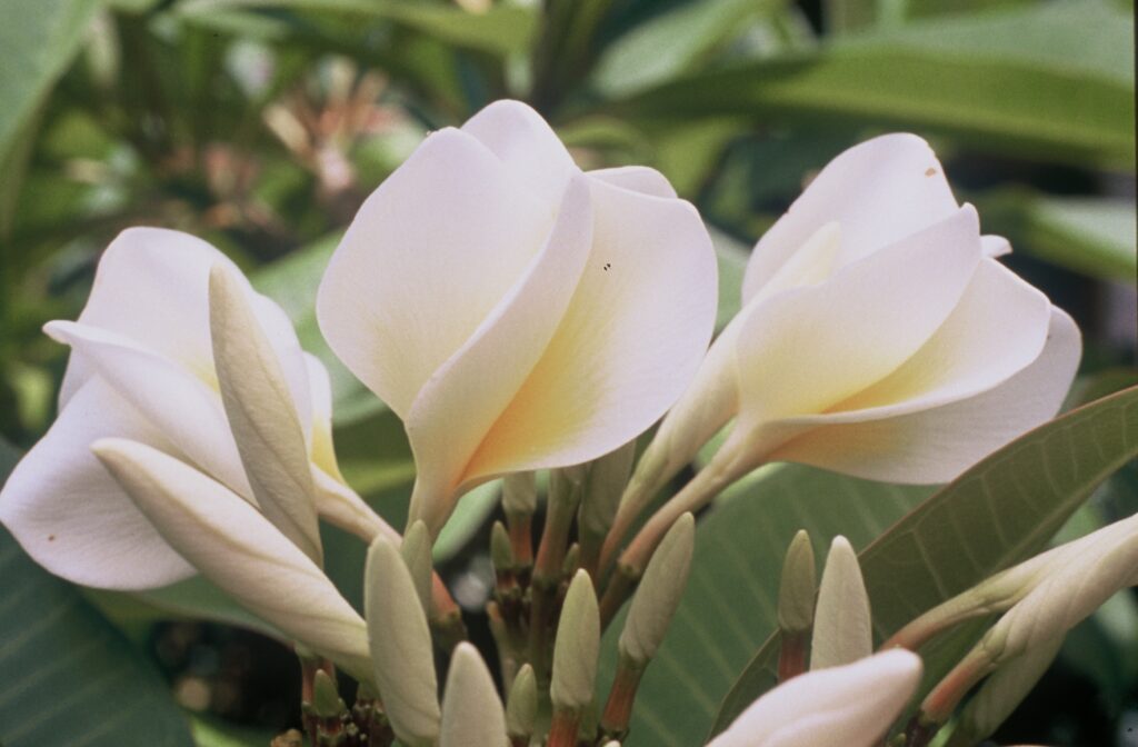 Texas Lantern plumeria photo