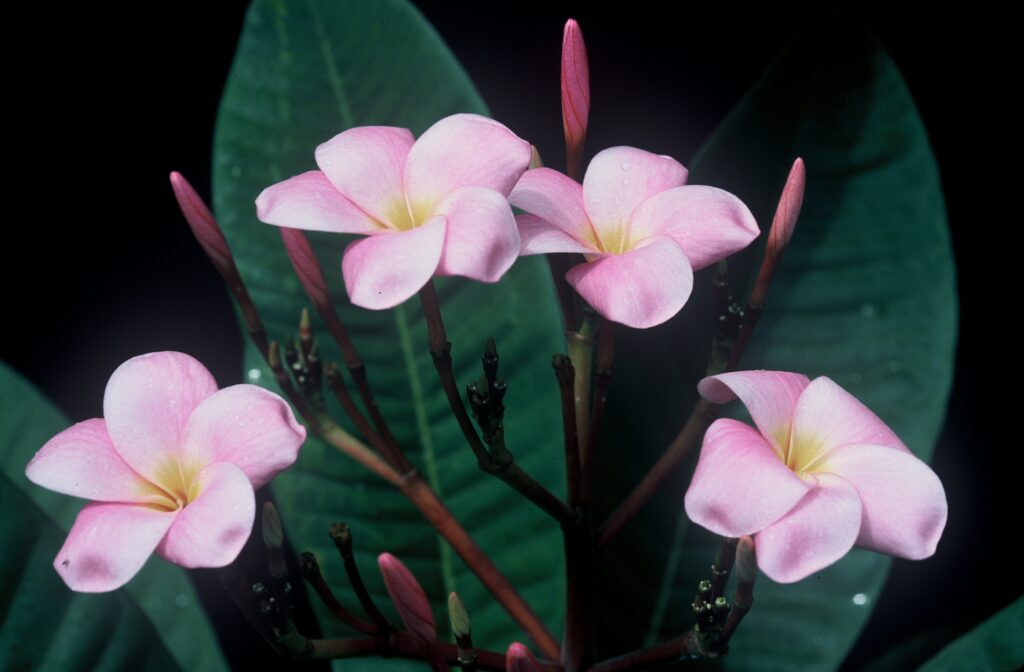 Conch Shell plumeria photo