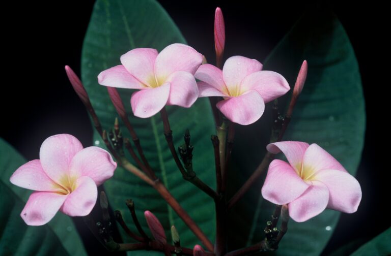 Conch Shell plumeria photo