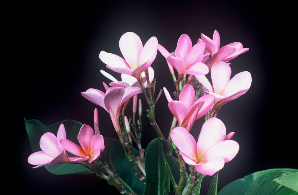 Flamenco Dancer plumeria photo