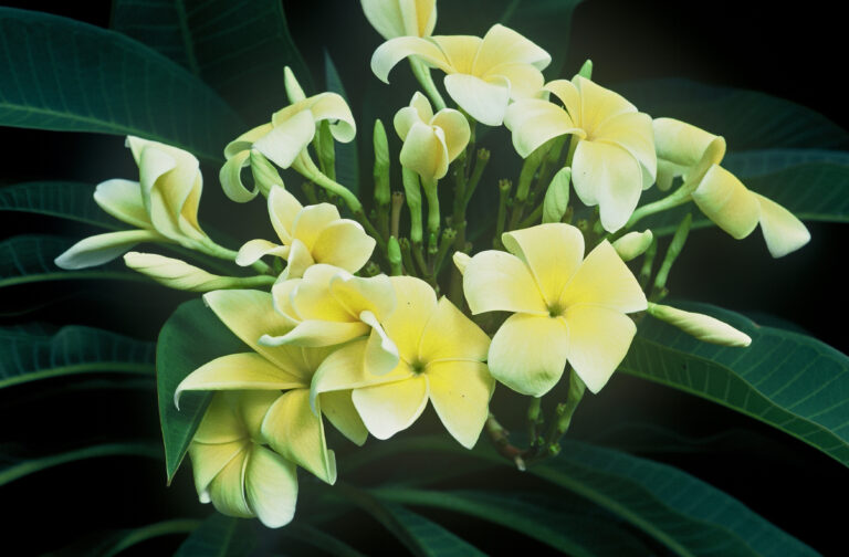 Mantea plumeria photo