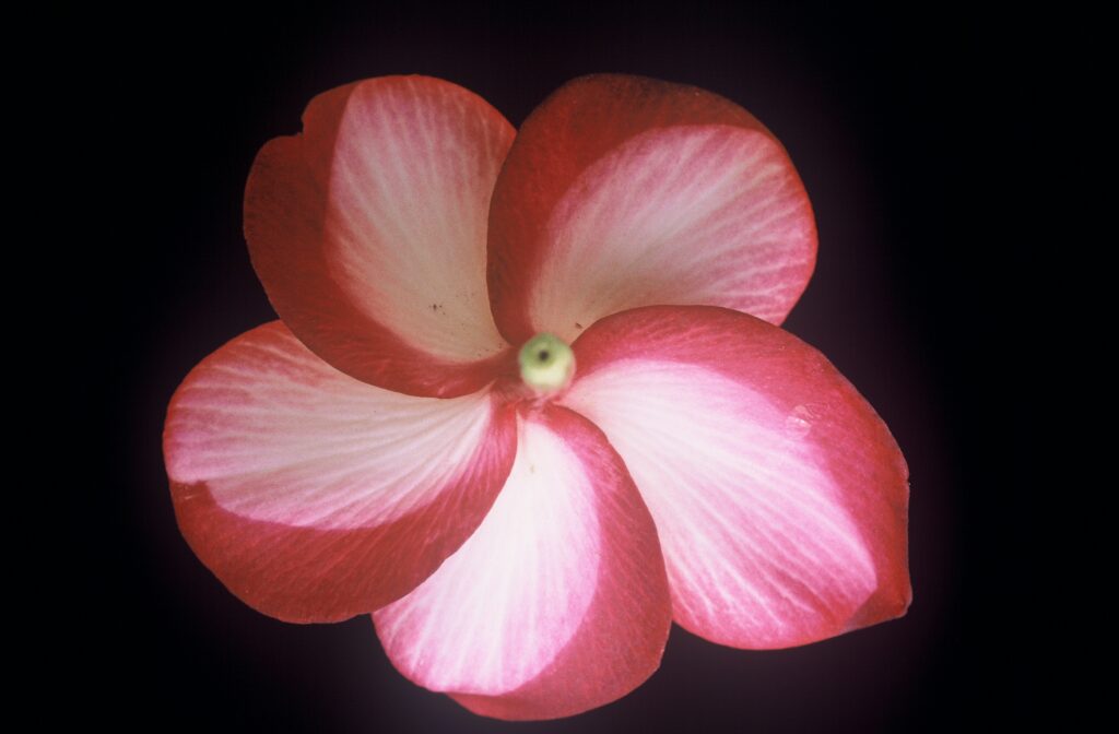 Moragne Seedling Red plumeria photo