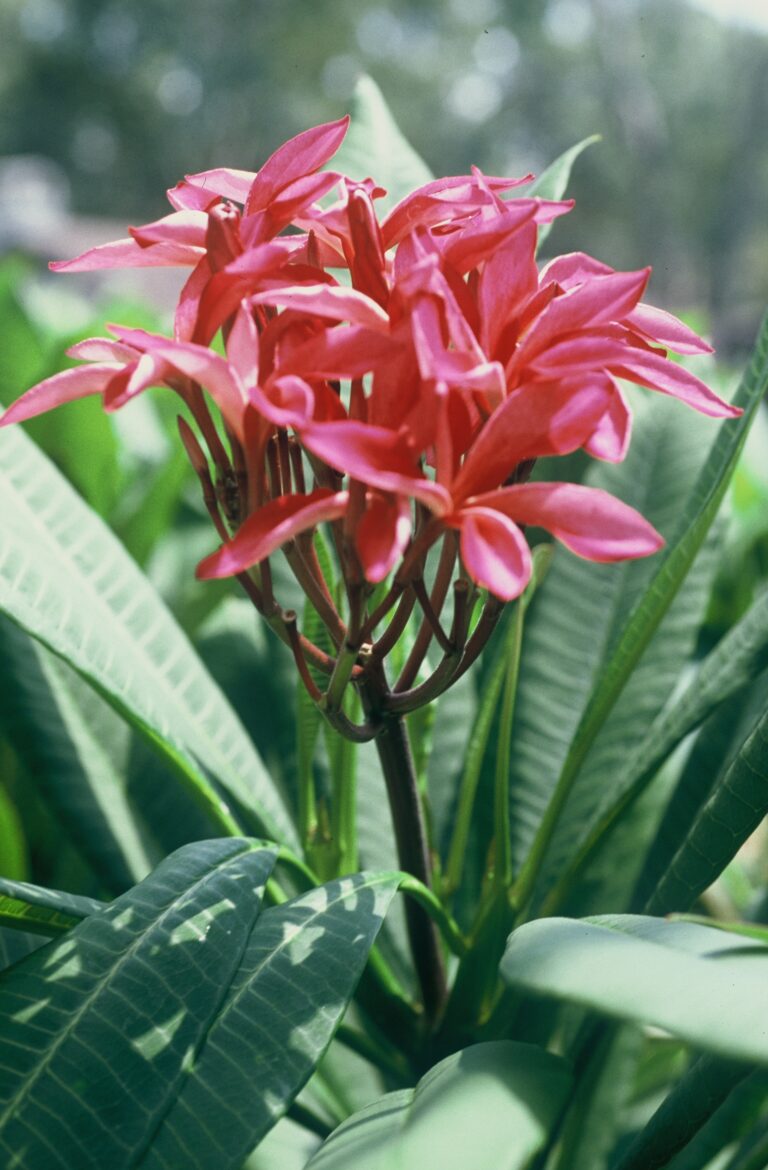 Windmill plumeria photo