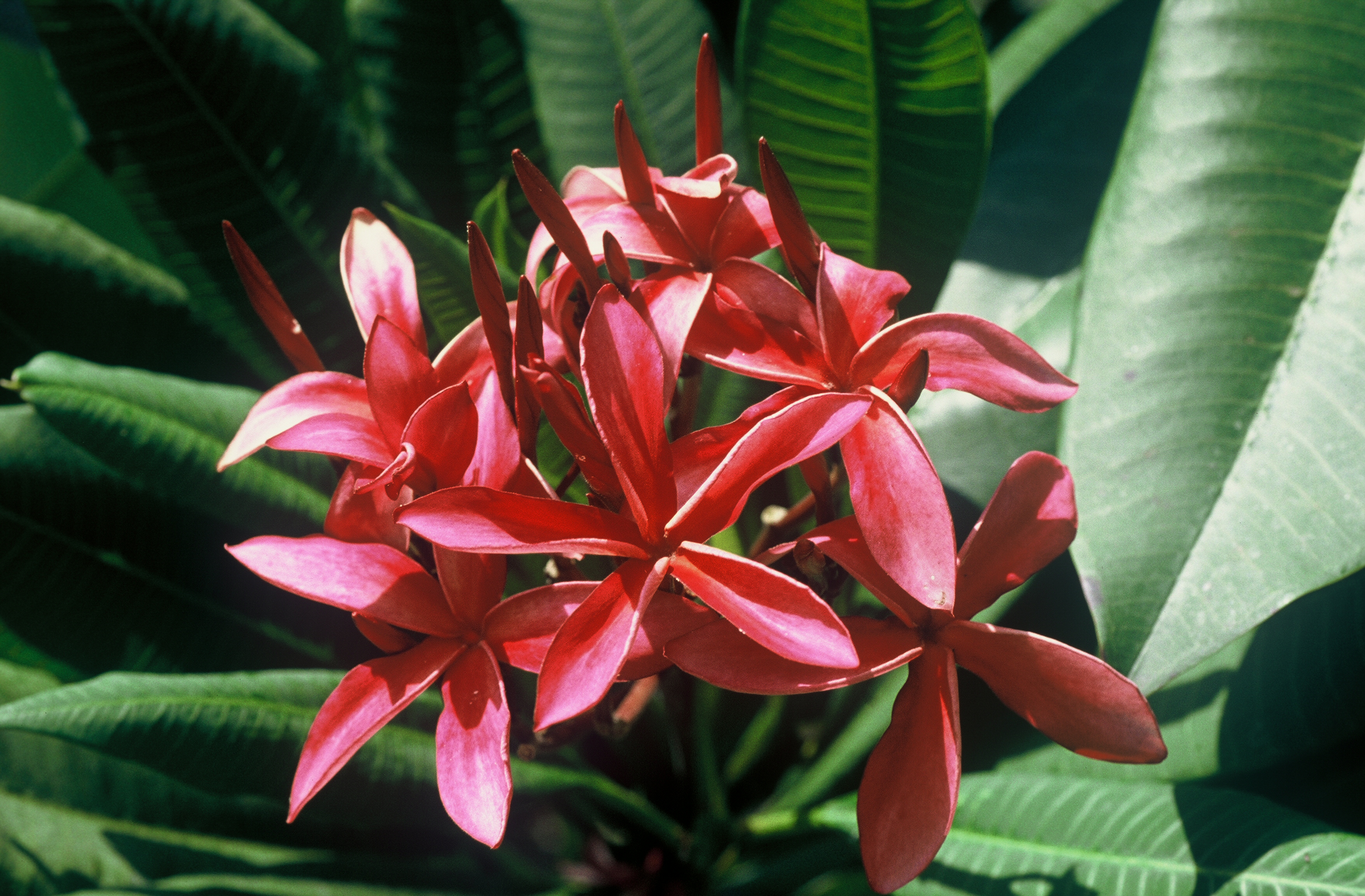 Windmill plumeria photo