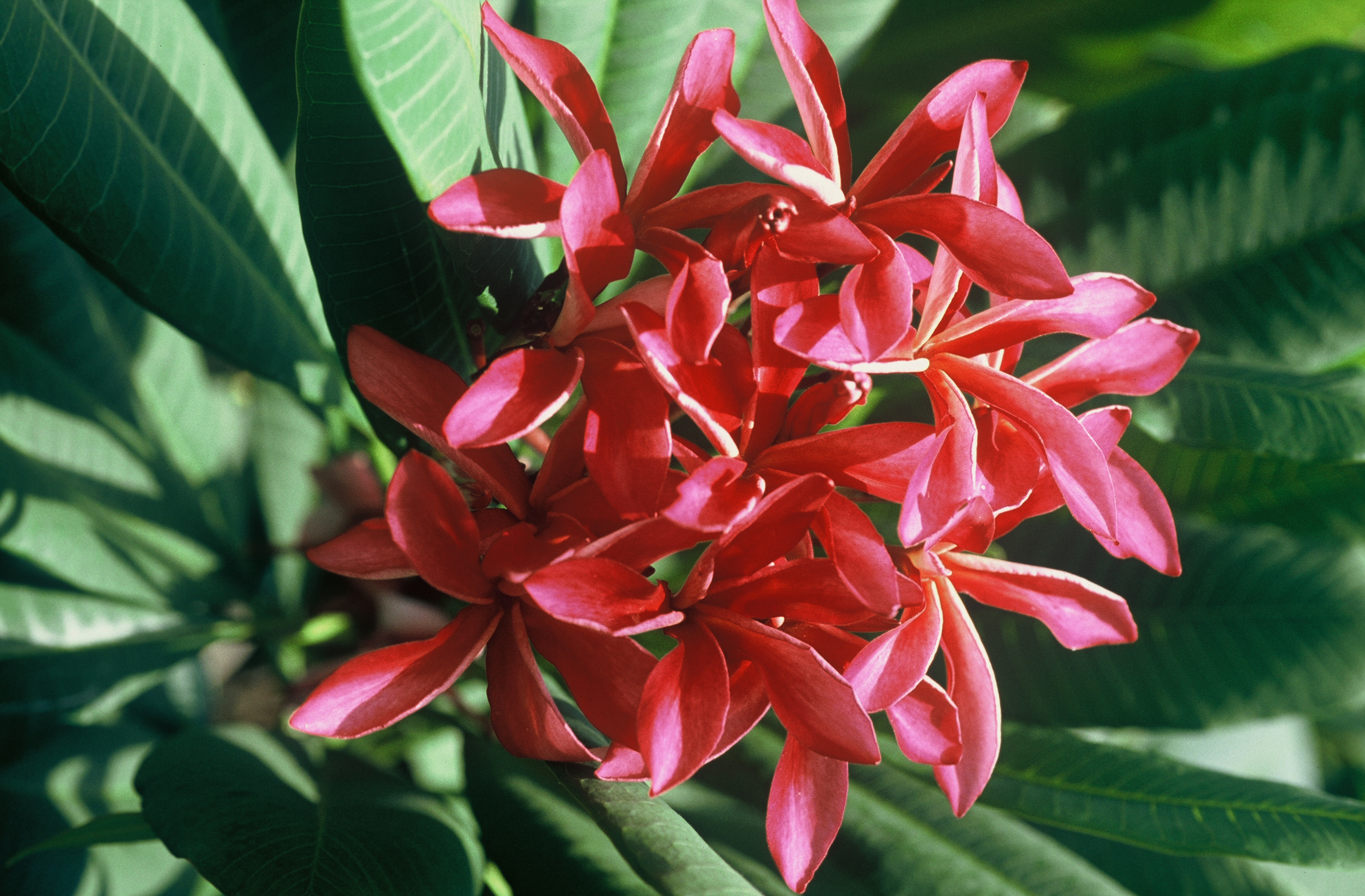 Windmill plumeria photo