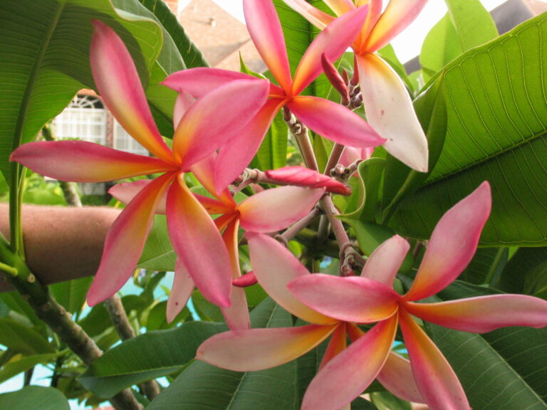 Red Magic plumeria flower