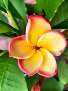 Toba&rsquo;s Fire plumeria