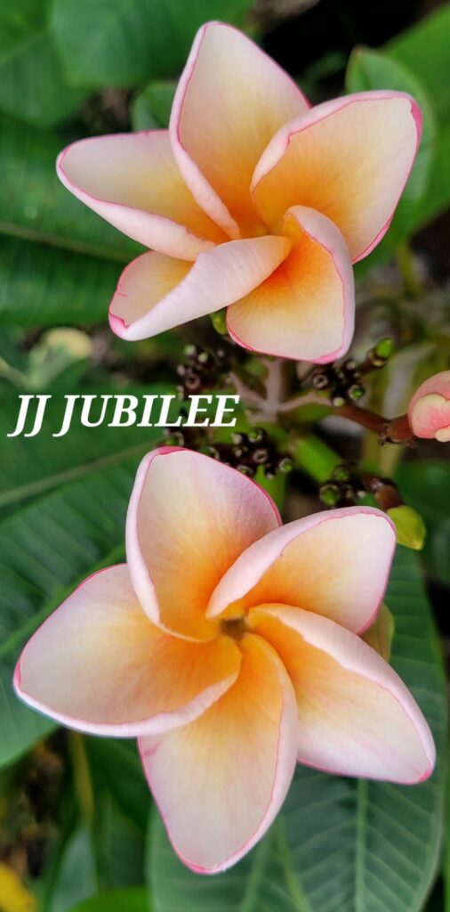 JJ Jubilee plumeria photo