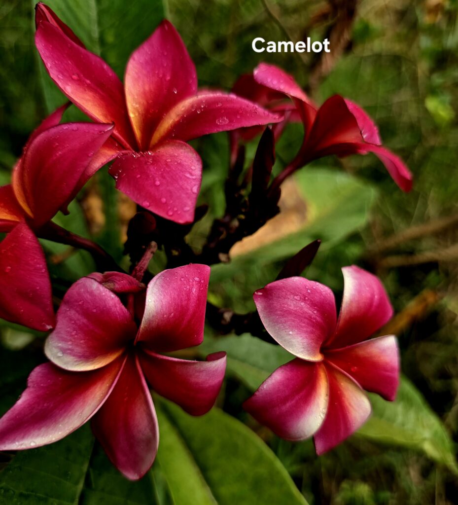 Camelot plumeria photo