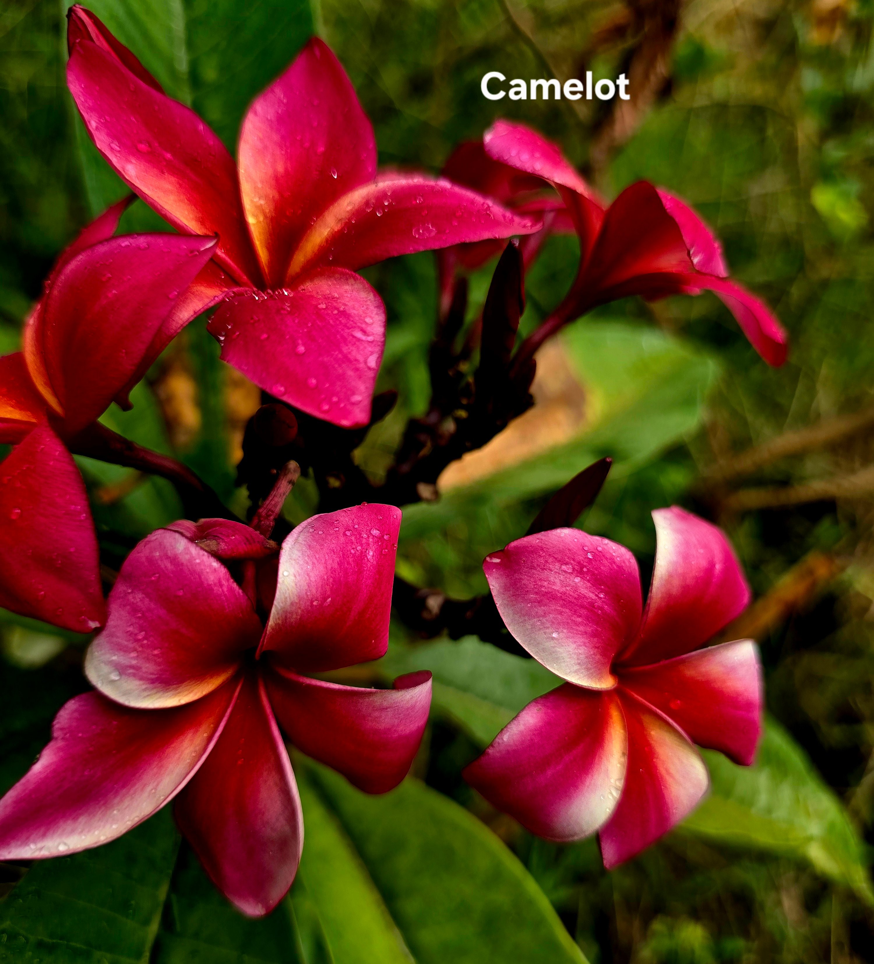Camelot plumeria photo