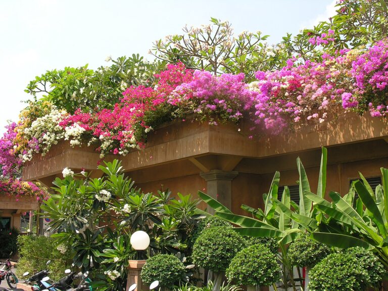 Pattaya plumeria photo