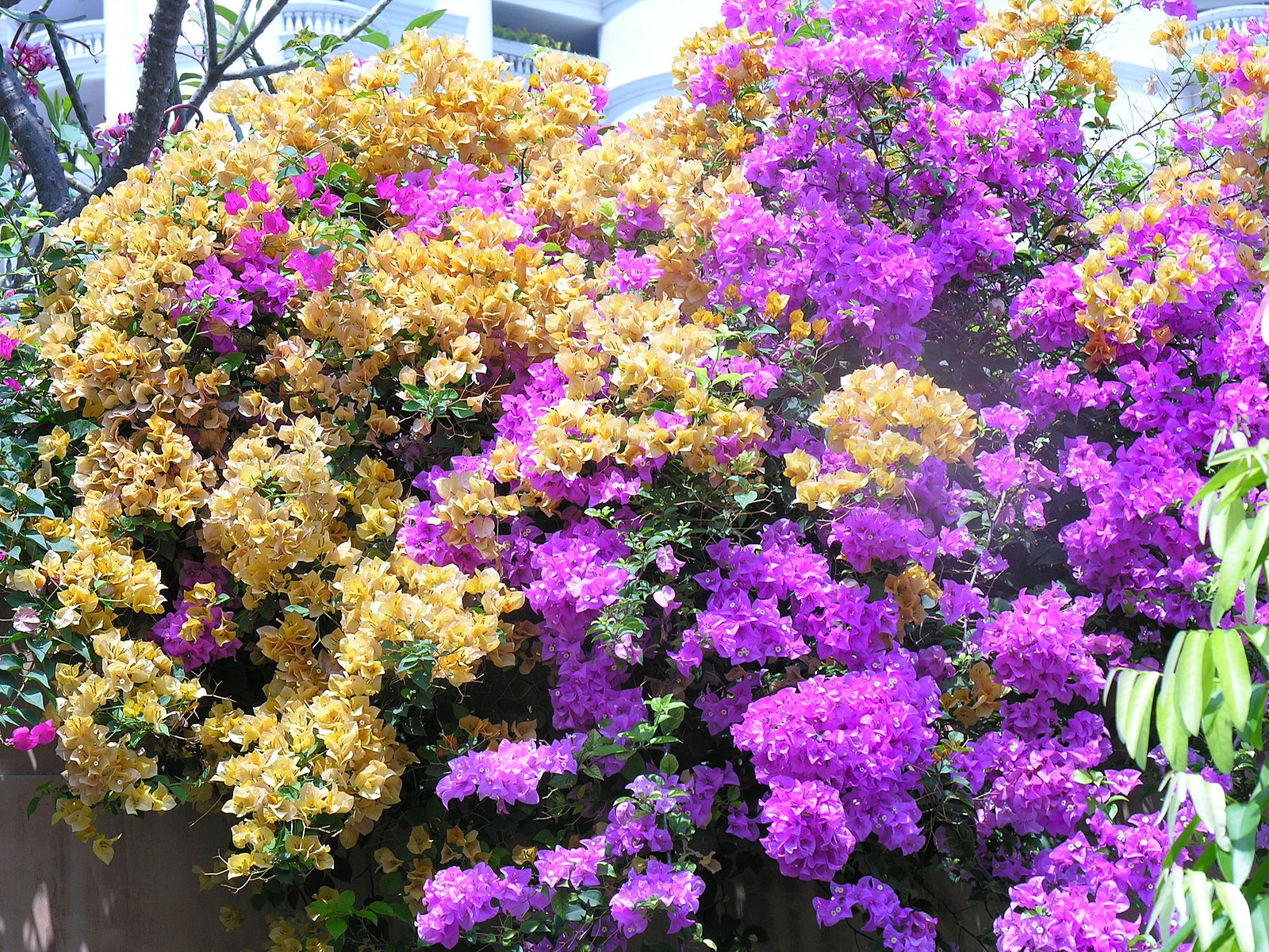 Pattaya plumeria photo