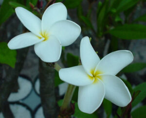 Thanksgiving plumeria