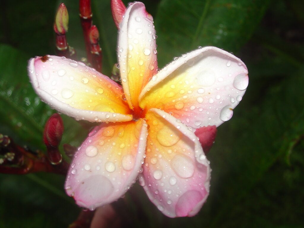 Lillian K.T. Chinn plumeria photo
