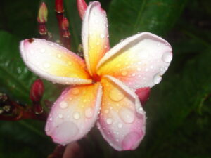 Lillian K.T. Chinn plumeria