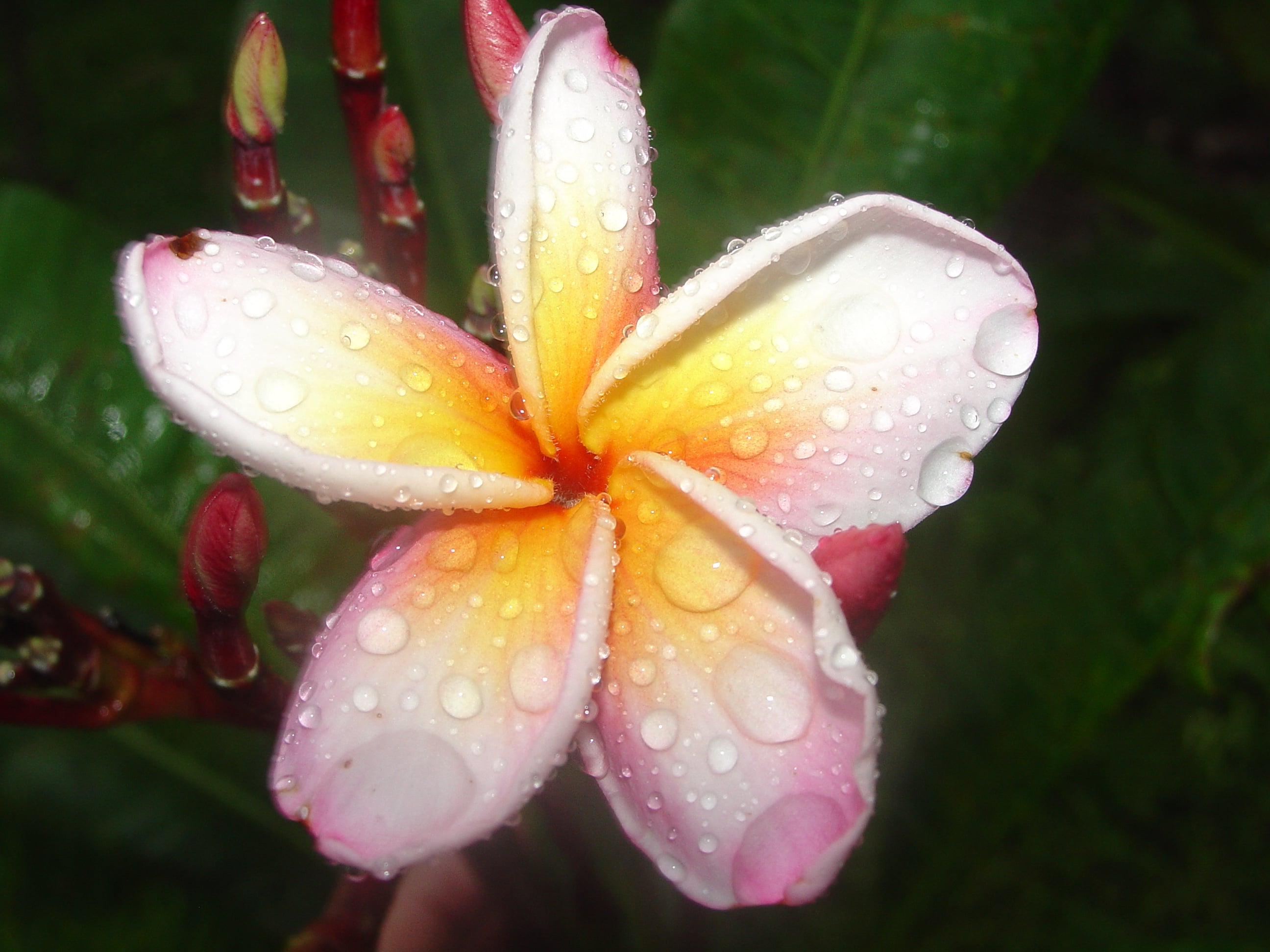 Lillian K.T. Chinn plumeria photo
