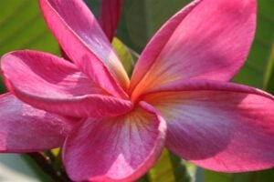 Copperhead plumeria