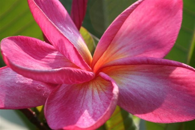 Copperhead plumeria photo