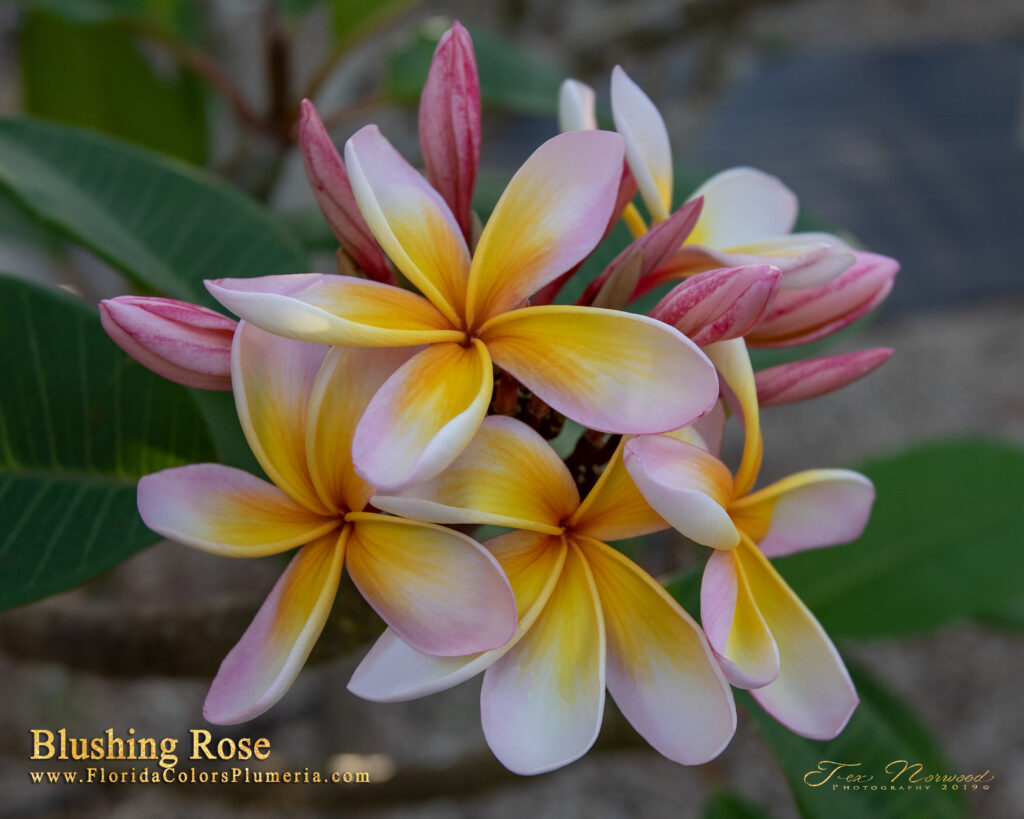 Blushing Rose plumeria photo