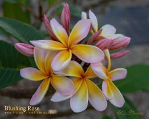 Blushing Rose plumeria