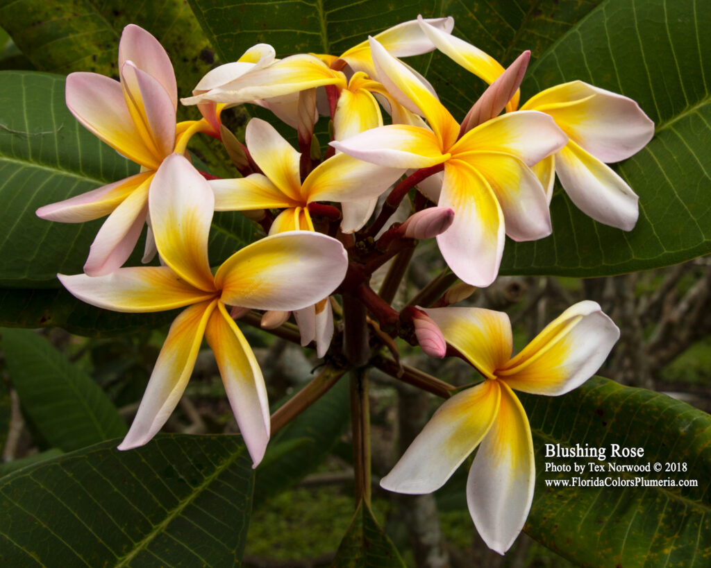 Blushing Rose plumeria photo