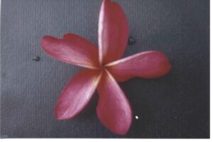 Palermo Fahrenheit plumeria