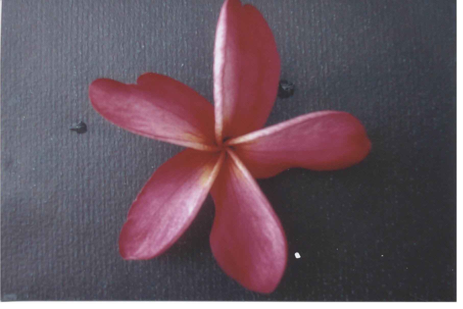 Palermo Fahrenheit plumeria photo