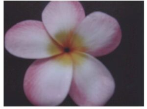 Palermo Princess plumeria