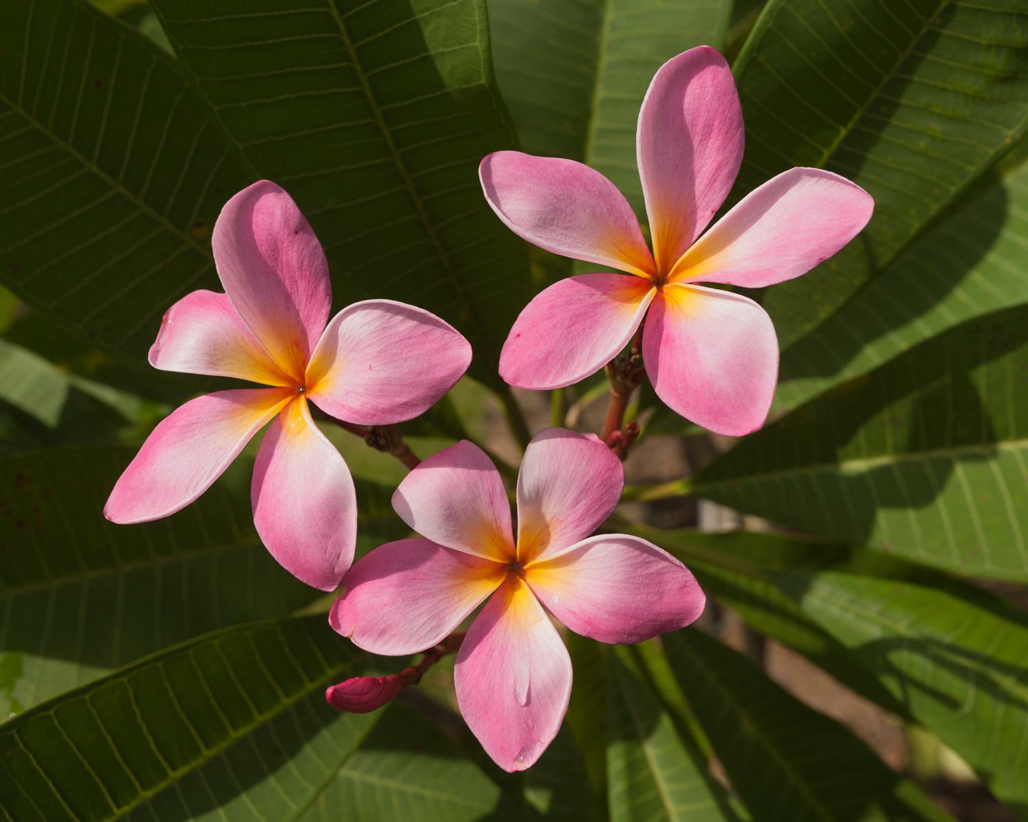 Annabell plumeria photo