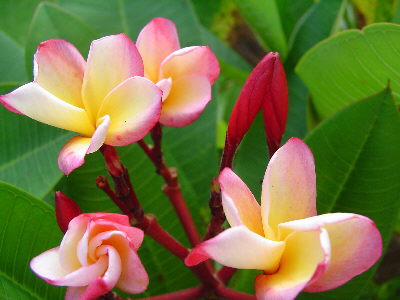 Ben Bednar plumeria photo