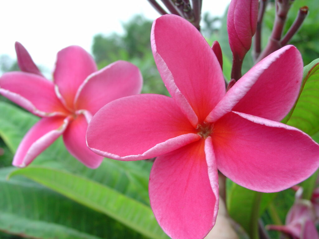 Chiang Mai Rainbow plumeria photo