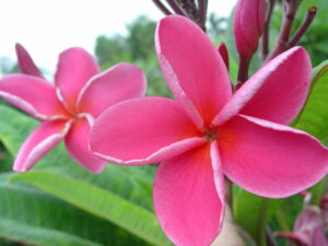 Chiang Mai Rainbow plumeria