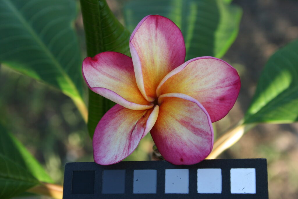 Texas Soffie plumeria photo