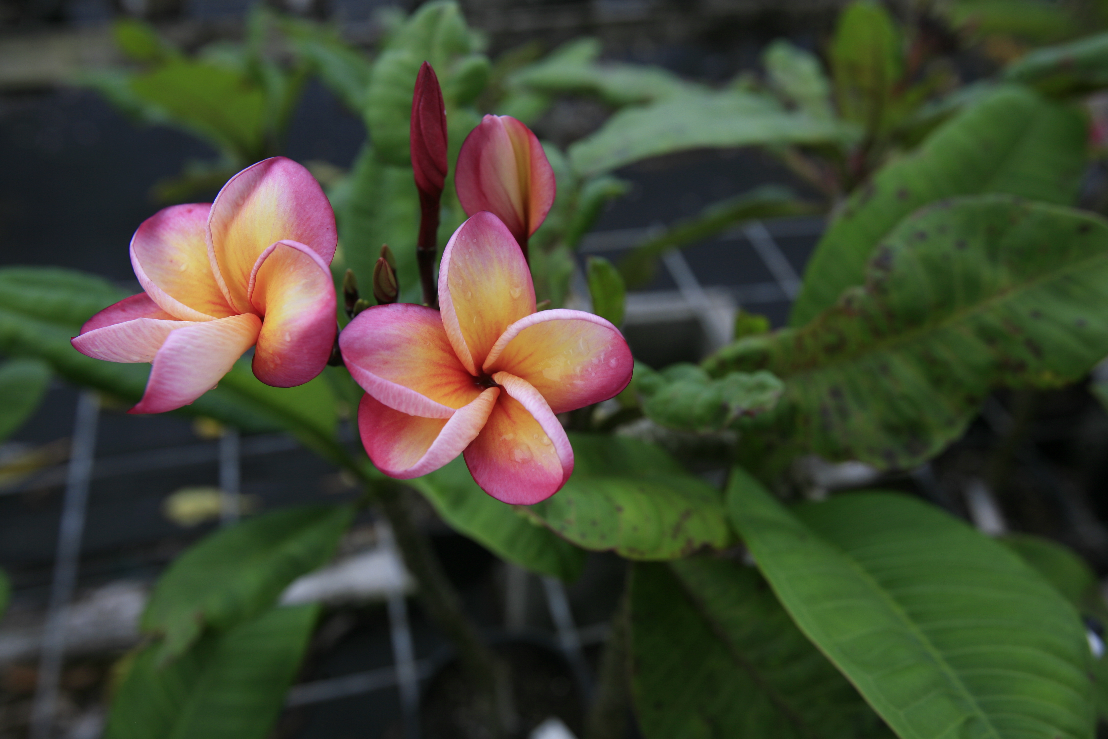 Hurricane Sunrise plumeria photo