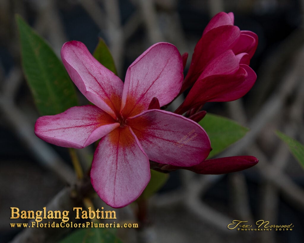 Banlang Tabtim plumeria photo