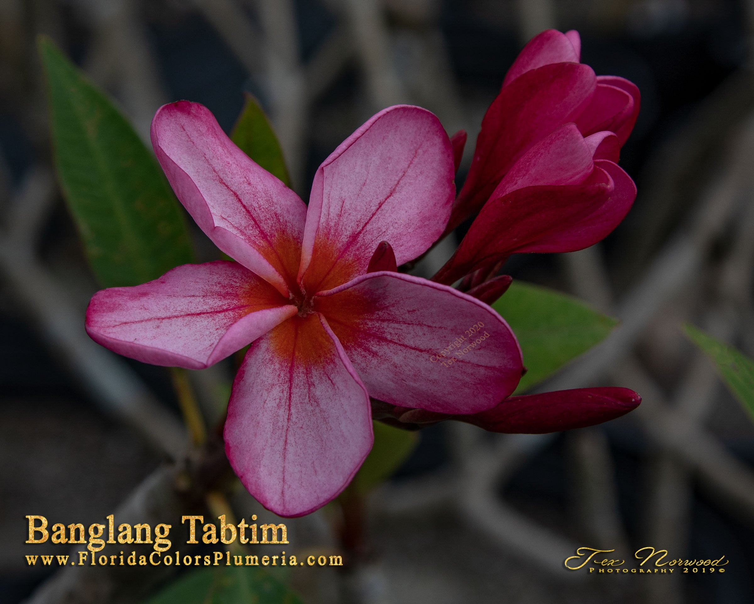 Banlang Tabtim plumeria photo