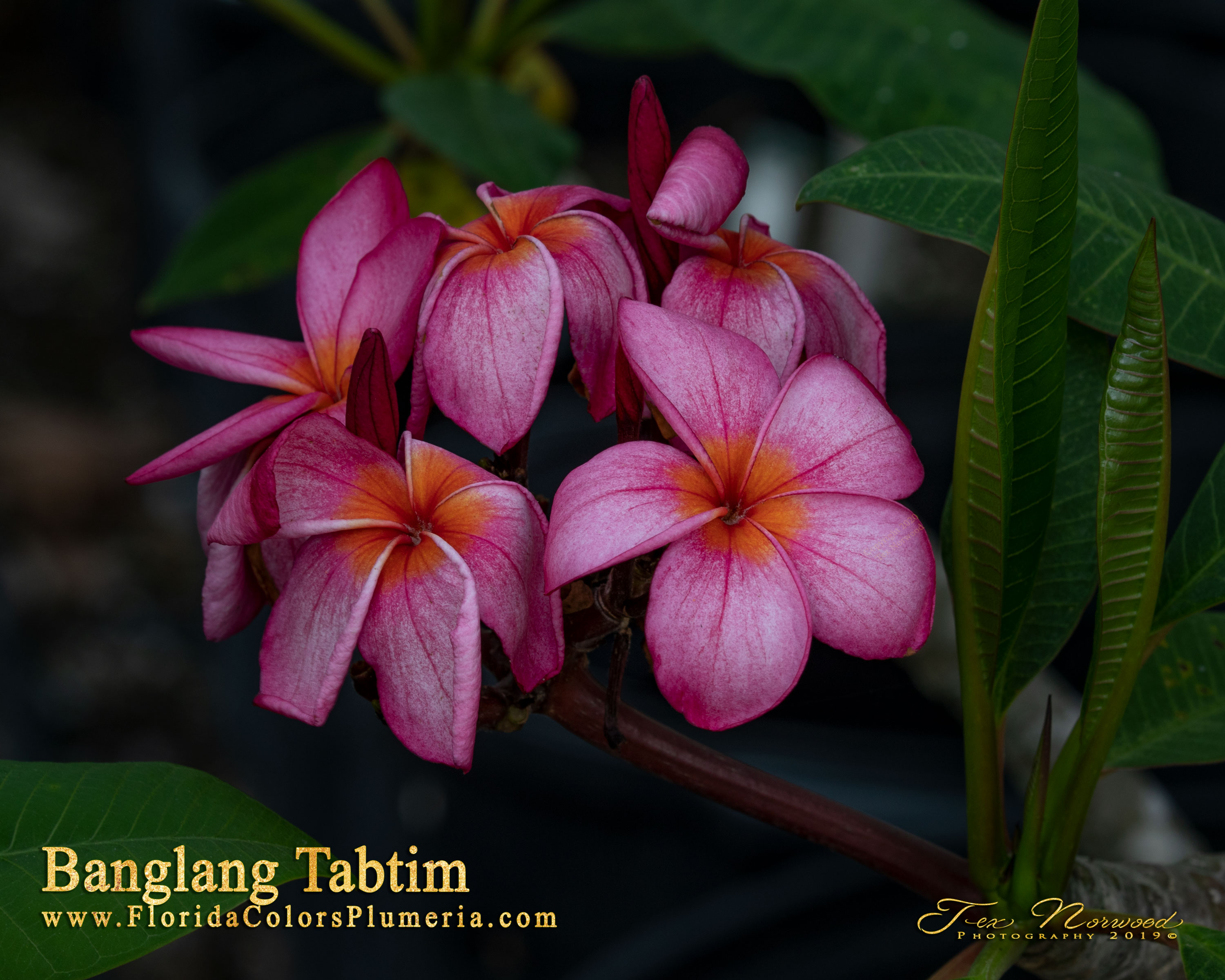 Banlang Tabtim plumeria photo