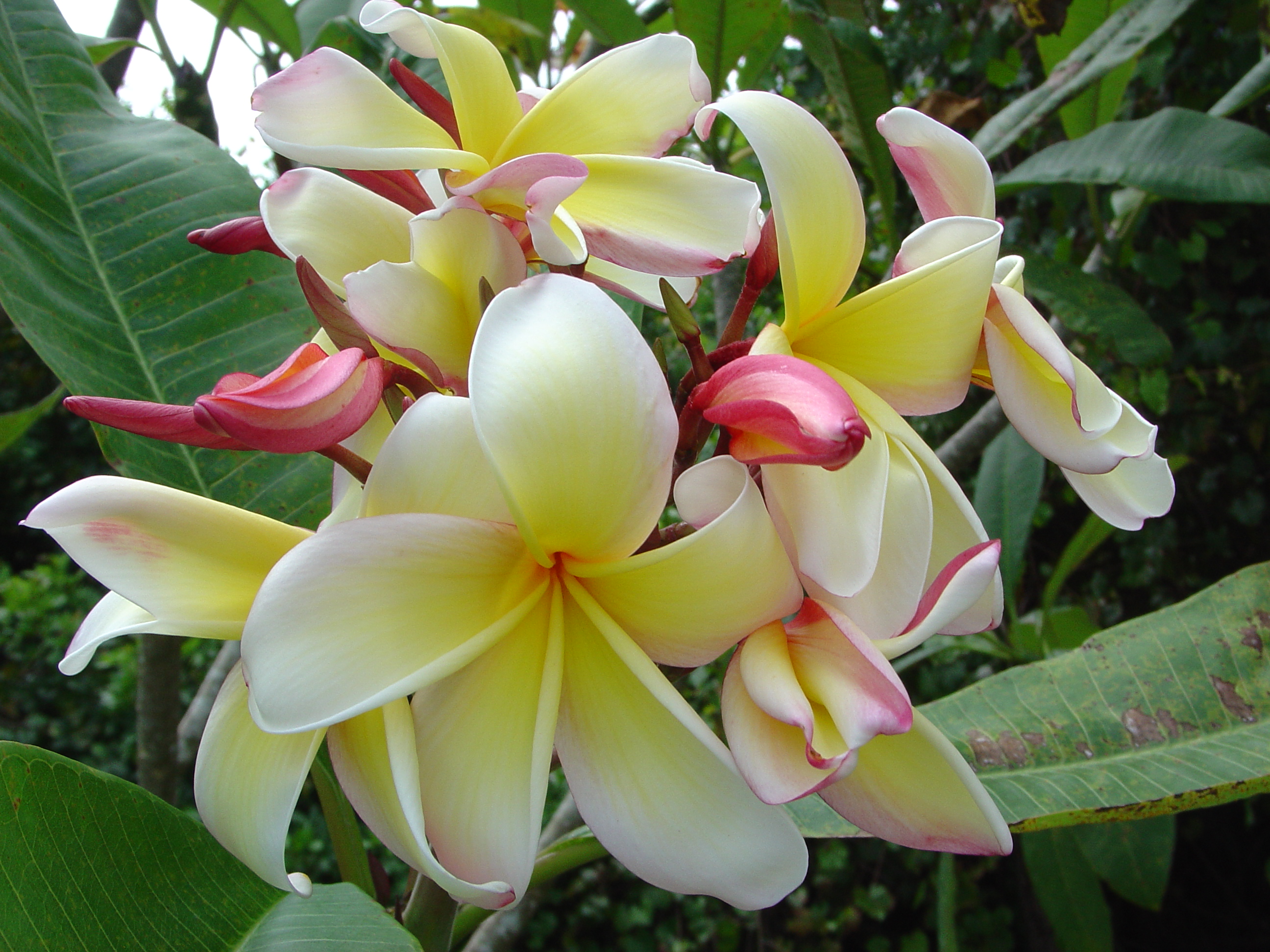 Josephine plumeria photo