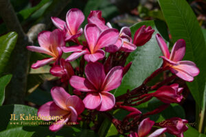 Kaleidoscope plumeria