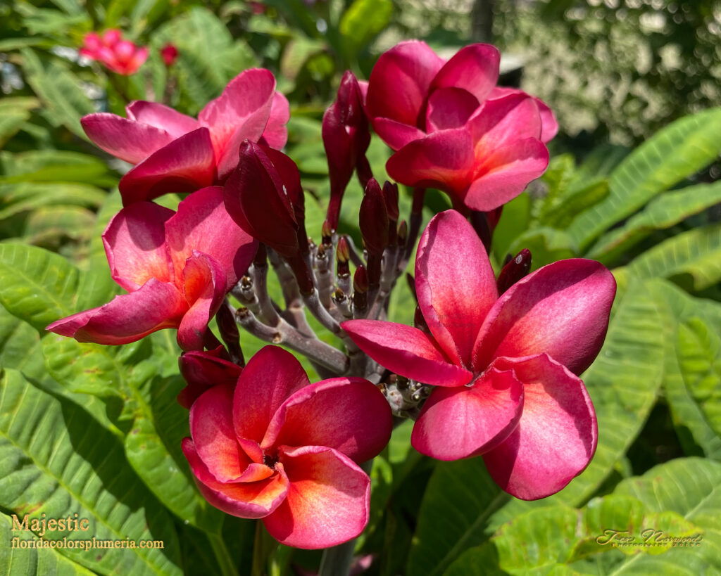 Majestic plumeria photo