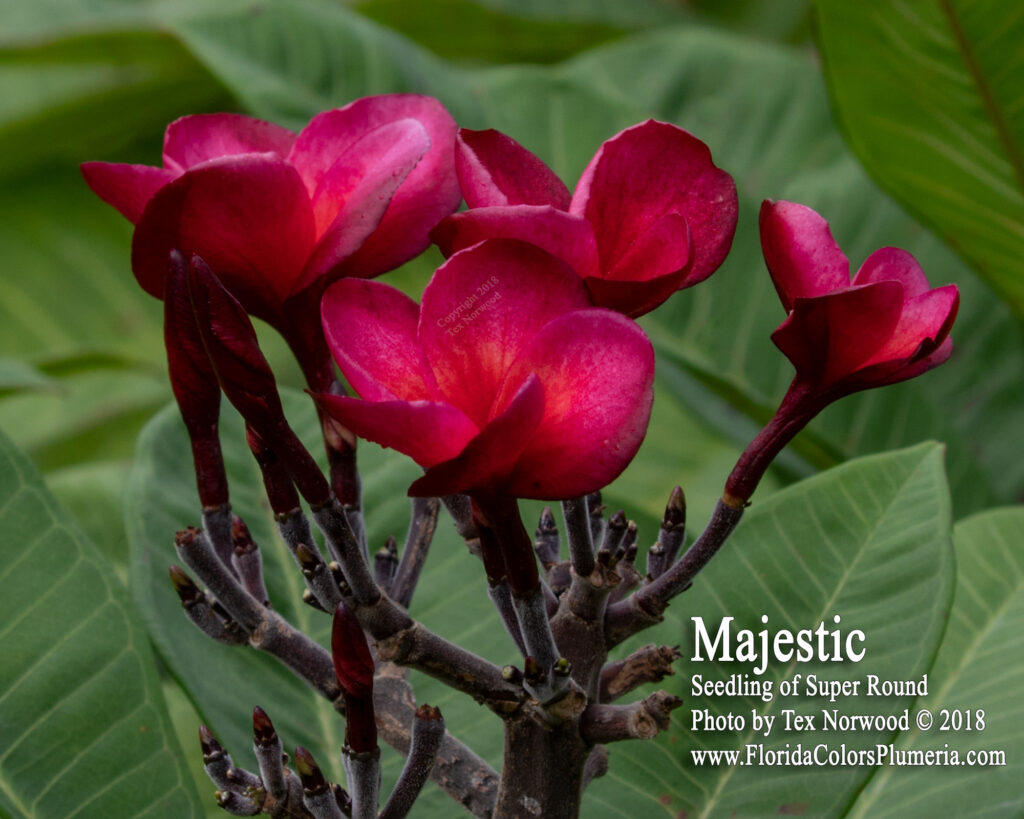 Majestic plumeria photo