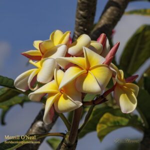Merrill O&rsquo;Neal plumeria