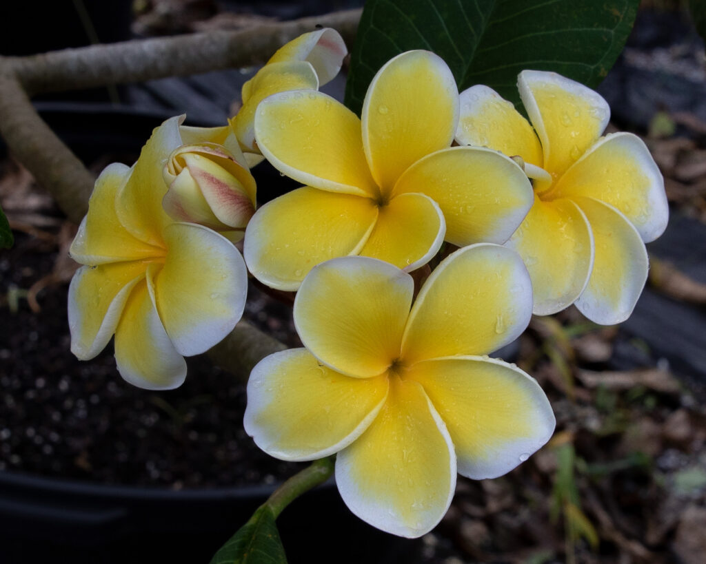 Mikey plumeria photo